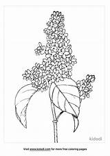 Lilac Coloring Page  Kidadl sketch template