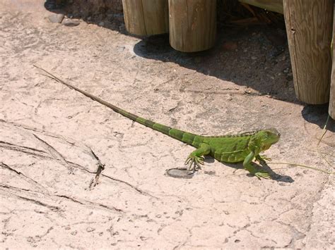 The Online Zoo - West Palm Beach, FL, USA