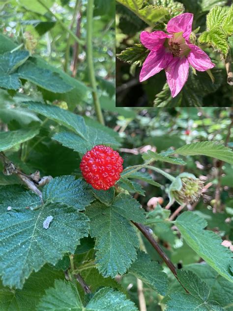 CCGP — Rubus spectabilis (Salmonberry)