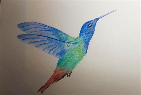 Hummingbird (colored pencil) : r/drawing