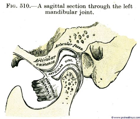 Articular Eminence