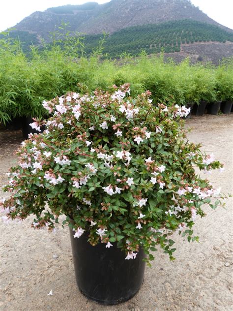 Abelia grandiflora 'Edward Goucher’ - T-Y Nursery