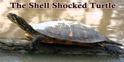 The Shell Shocked Turtle - Assignment Point