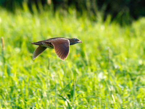 Corncrake Bird Facts (Crex crex) | Bird Fact