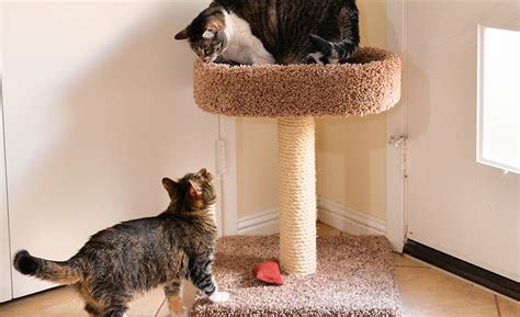 Hollywood Floor To Ceiling Cat Tower | Shelly Lighting