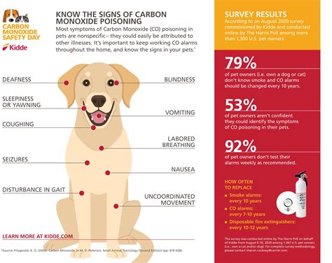 Infographics of dogs #6 in 2021 | Dog infographic, Pets, Pet safety