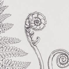 39 Fiddleheads ideas | fern tattoo, ferns, fiddlehead ferns