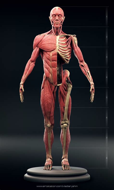 3d total anatomy tools