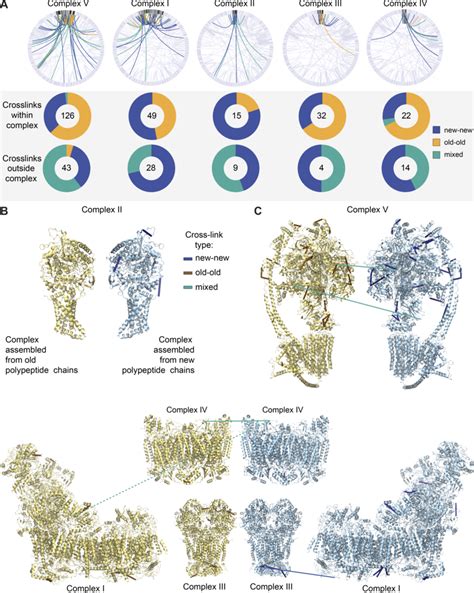 OXPHOS complexes are copreserved with limited subunit exchange for ...