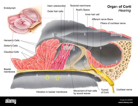 Anatomy Of Cochlea Spiral Organ Ear