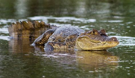 How Many Species Of Caimans Are There? - WorldAtlas