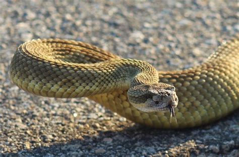 What Every Texan Needs To Know About Rattlesnakes