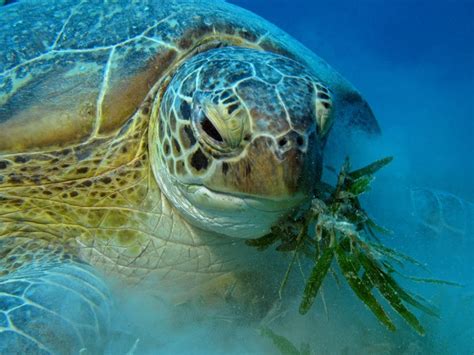 Sea Turtle Feeding | Sea Turtle Facts and Information