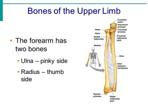 Lower Limb Anatomy Bones : Anatomy The Bones Of The Lower Limb | Bodewasude