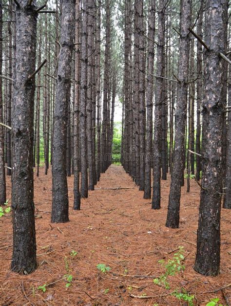 Pine plantation stock image. Image of natural, pines - 83344157