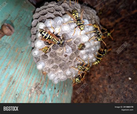 Wasp Species Polished Image & Photo (Free Trial) | Bigstock