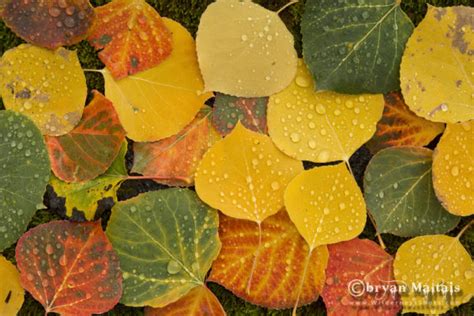 Aspen Leaves, Fall Colors