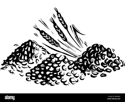 Wheat and grains, black and white Stock Photo - Alamy