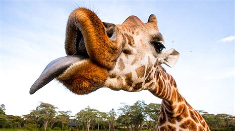 giraffe-tongue – John Knych