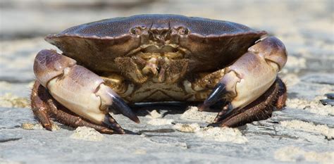 Edible crabs won’t cope with the effects of climate change on seawater – new study