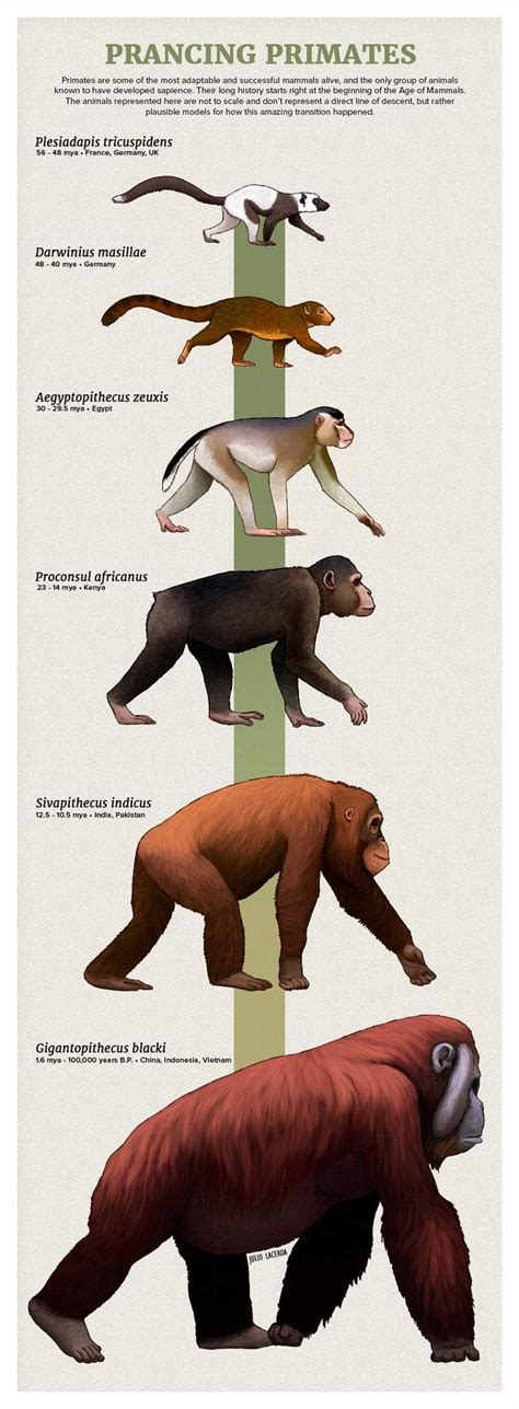 Pin by Julian O'Dea on Primates including fossil forms | Prehistoric ...