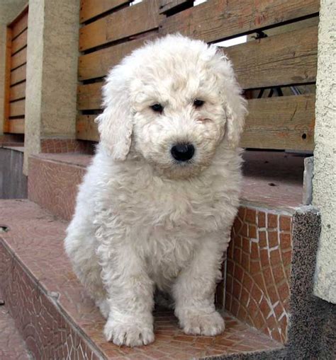 komondor puppy | Want it. | Pinterest