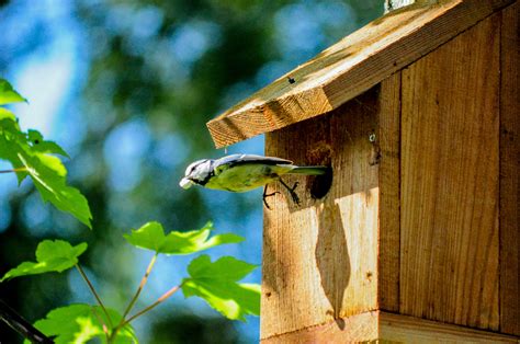 Free stock photo of bird, bird house, flight