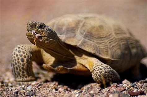 Desert Tortoise | The Biggest Animals Kingdom