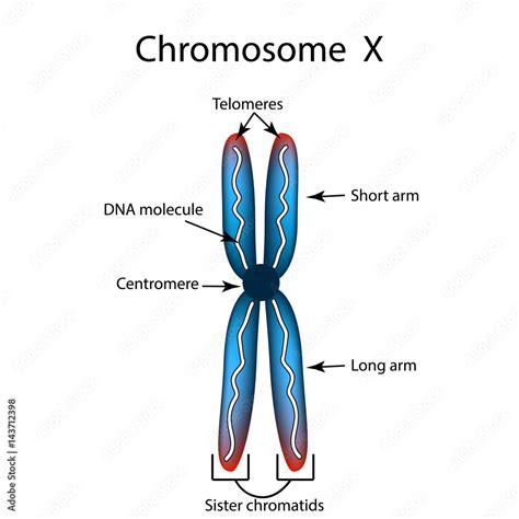 The structure of the chromosome. Infographics. Vector illustration on isolated background. Stock ...