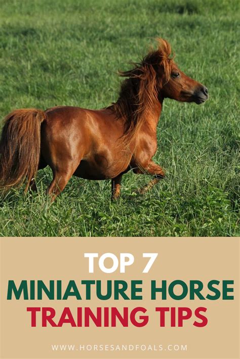 TOP 7 MINIATURE HORSE TRAINING TIPS | Miniature horse, Horse training ...