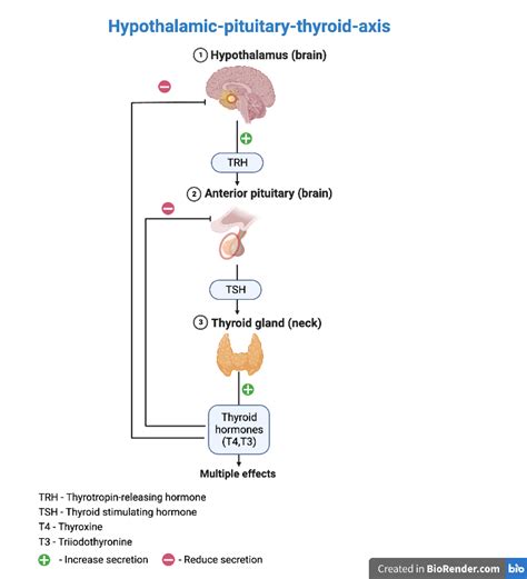 Thyroid gland | Glands