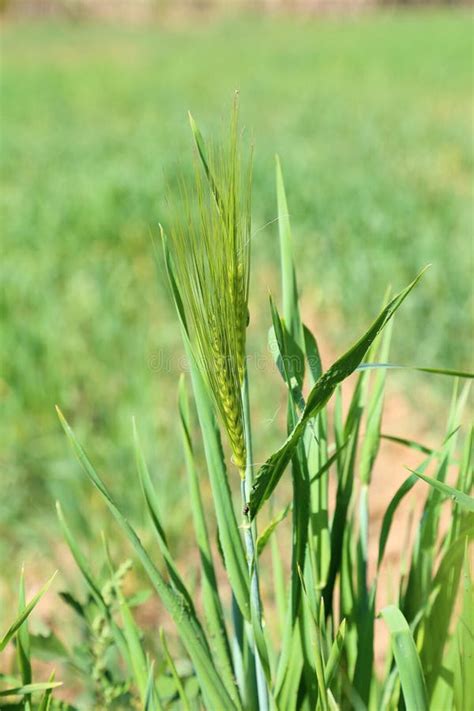 Wheat Field, Wheat Crop or Wheat Farming Stock Image - Image of yellow ...