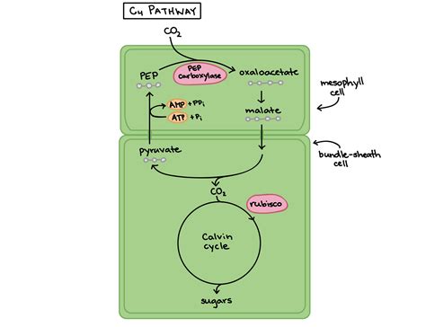 Comparison of Photosynthesis and Photorespiration in C3/C4/CAM Plants ...