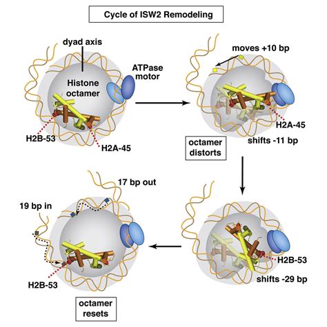 Histone Octamer Structure Is Altered Early in ISW2 ATP-Dependent ...