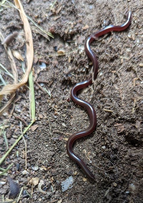 The Brahminy Blind Snake – Rio Grande Valley Chapter