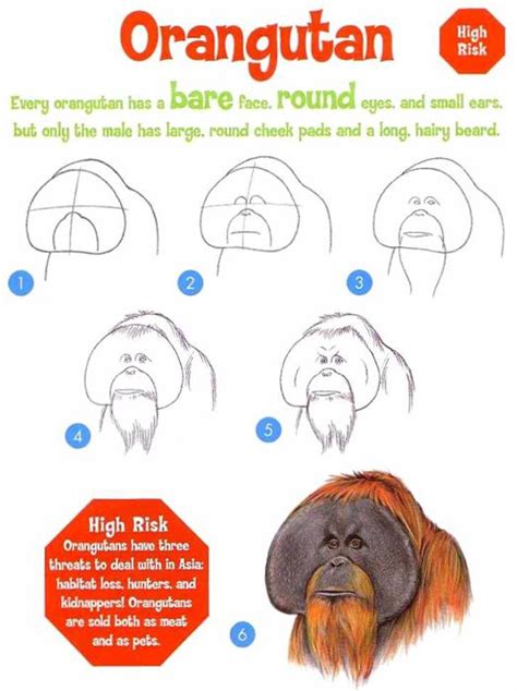 How To Draw An Orangutan Step By Step Rainforest Animals Animals ...