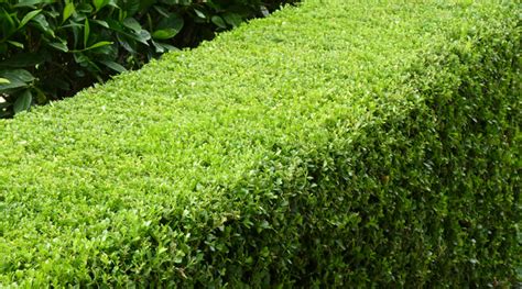 5 best low-maintenance hedge plants and how to plant them | Flower Power