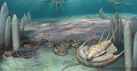 CAMBRIAN EXPLOSION REVEALS TRANSITIONAL FORMS ARE MISSING – Evolution ...