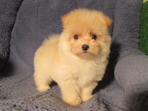 Maltipom Designer Mixed Breed Puppies Available! (Maltese x Pomeranian) *8 - 12 weeks of age ...