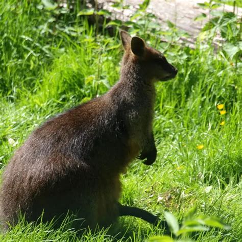 Swamp Wallaby - Facts, Diet, Habitat & Pictures on Animalia.bio