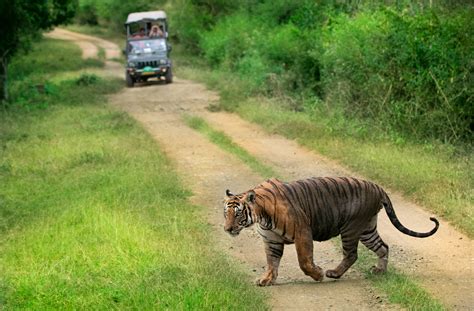 Beast male tiger.