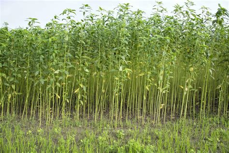 Jute plants growing in a field in the countryside of Bangladesh ...