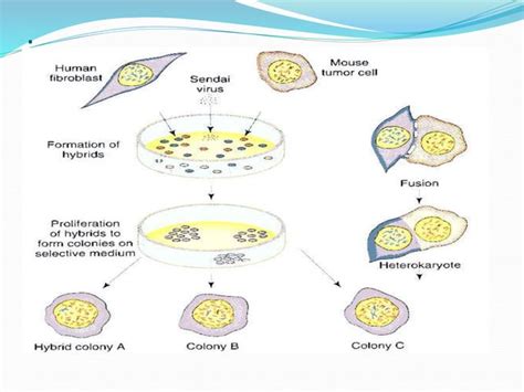 Somatic cell hybridization