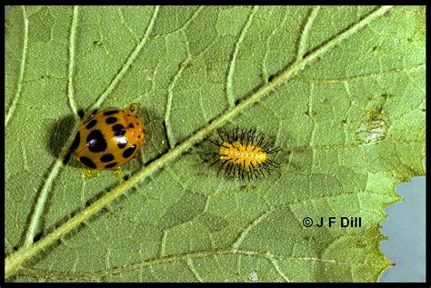 Squash Beetle - Home and Garden IPM from Cooperative Extension - University of Maine Cooperative ...