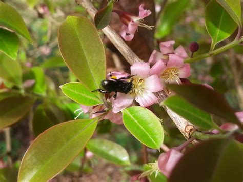 Musella: SPRING TIME AT KEPONG BOTANICAL GARDEN