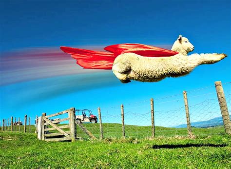 Flying Sheep, Flying, White, Sheep, Fence, Animals, HD wallpaper | Peakpx