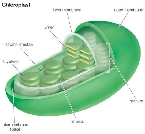 Cross-Section Of A Chloroplast. Pictures | Getty Images