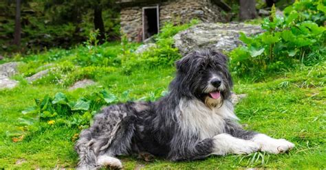 Romanian Mioritic Shepherd Dog | Breed Info, Guide & Care