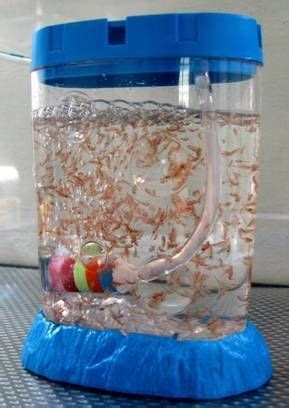 Pet Shrimp, Brine Shrimp, Sea Monkies, Childhood Toys, Childhood ...