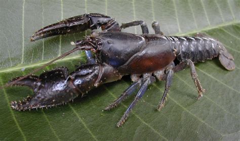 Australian endangered species: Spiny Crayfish